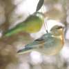 4 Oiseaux Décoratifs