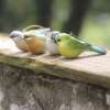 4 Oiseaux à Suspendre en Résine pour un Jardin Campagne Romantique